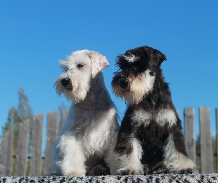 Цвергшнауцер белый с серебром