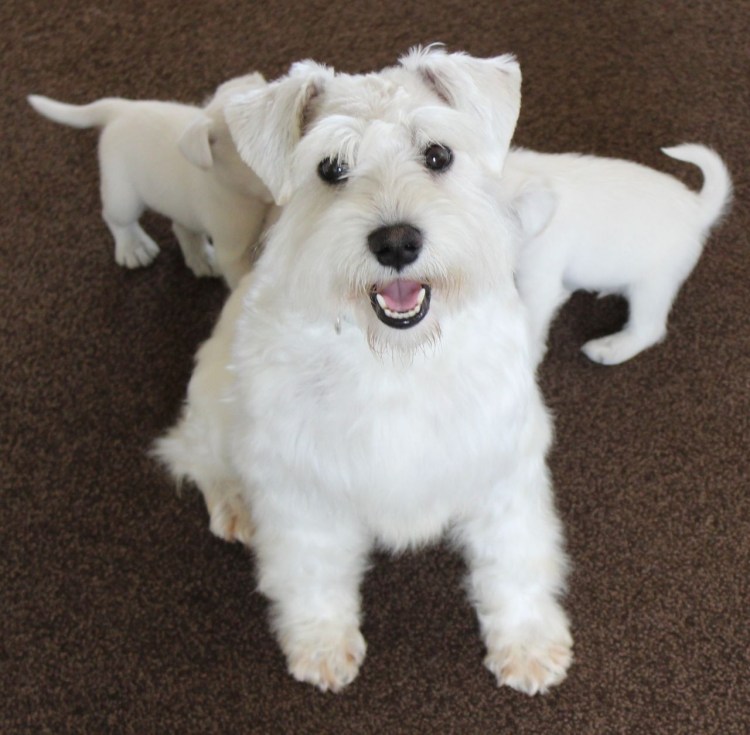 Шнауцер терьер