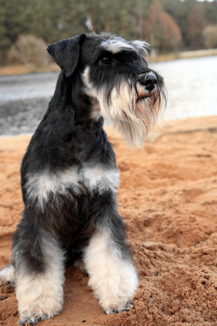 Цвергшнауцер Минимакс