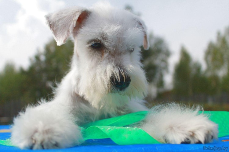 Собака Цвергшнауцер белый