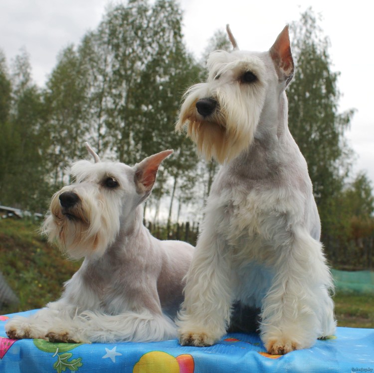 Милашка Цвергшнауцер белый