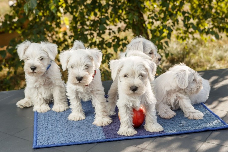 Белый Цвергшнауцер тримминг
