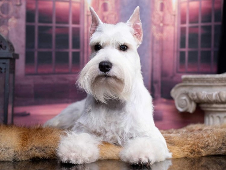 Белый шнауцер