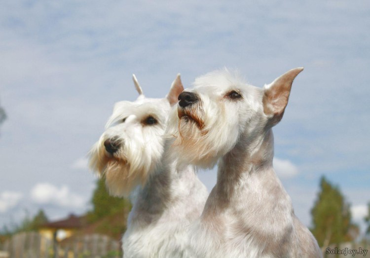 Цвергшнауцер мини белый