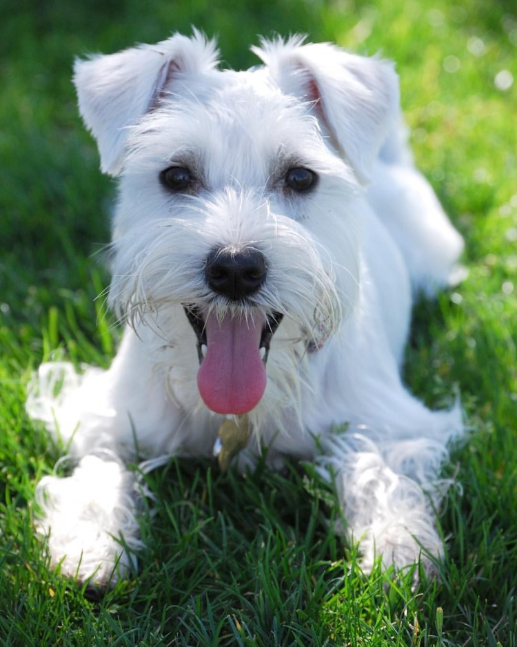 Цвергшнауцер белый карликовый