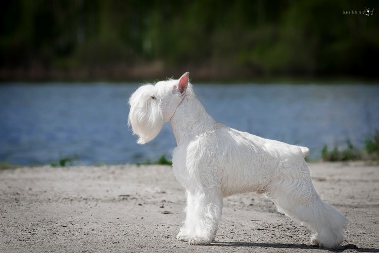 Ризеншнауцер белый