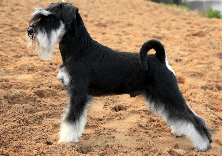 Белый цверг