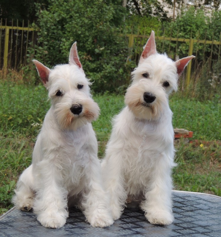 Шнауцер терьер белый