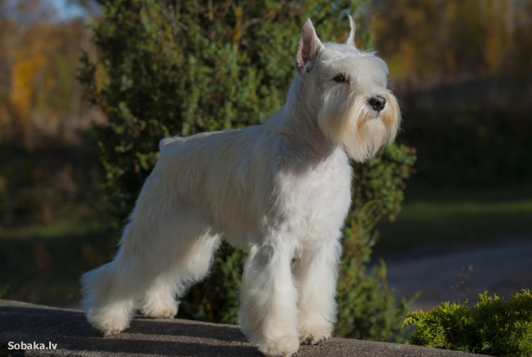 Шнауцер Цвергшнауцер белый