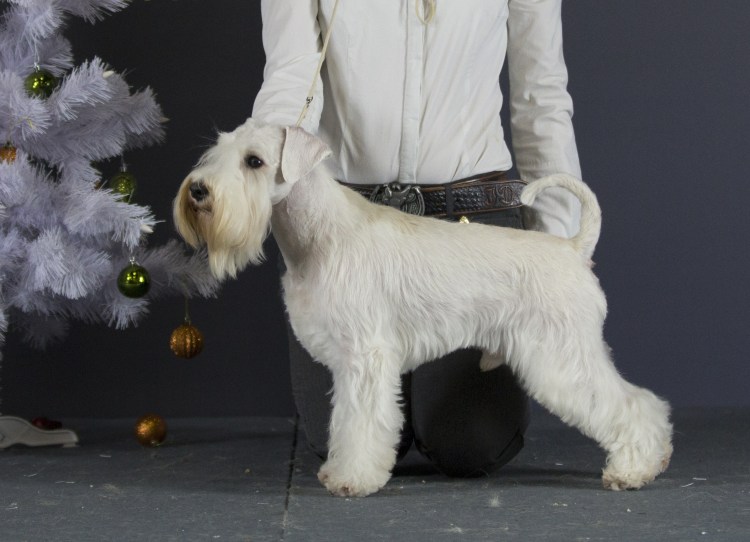 Цвейг терьер