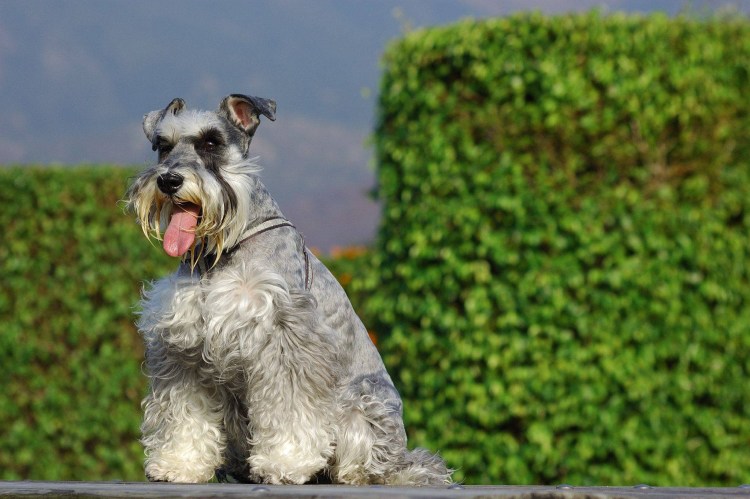 Ризер шнауцер белый