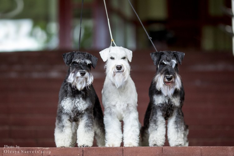 Собака шнауцер мини