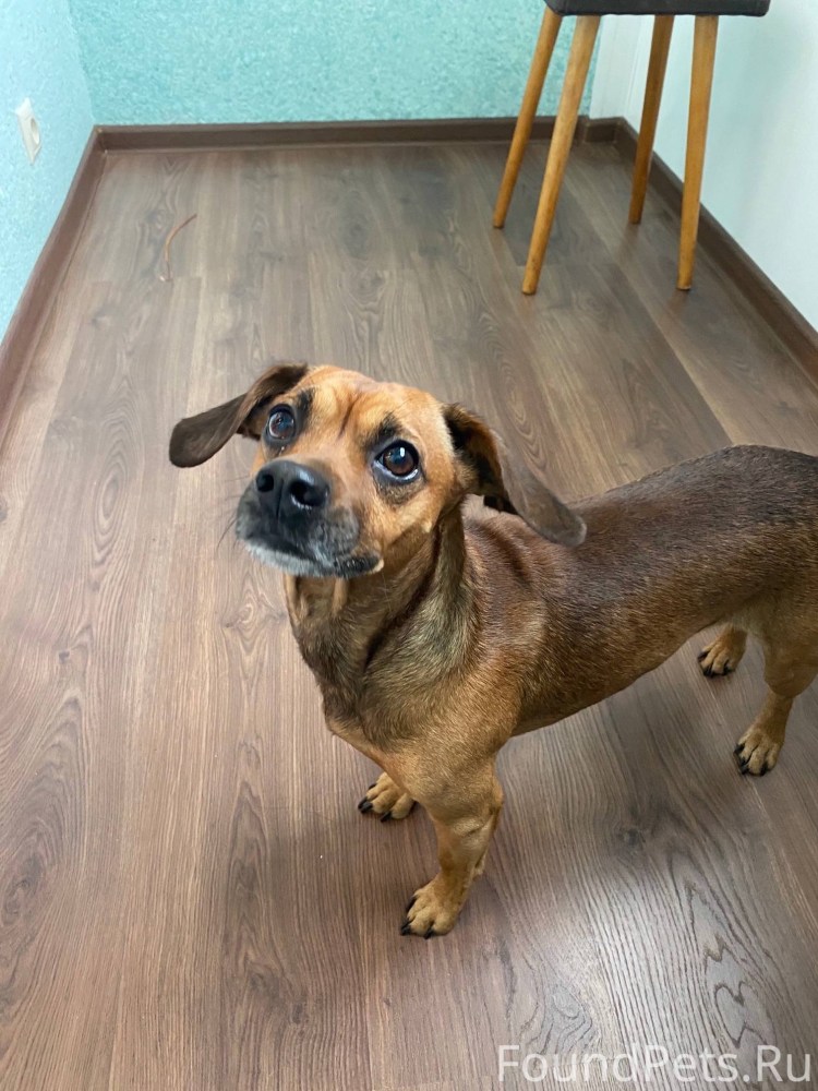 Смесь МОПСА И таксы