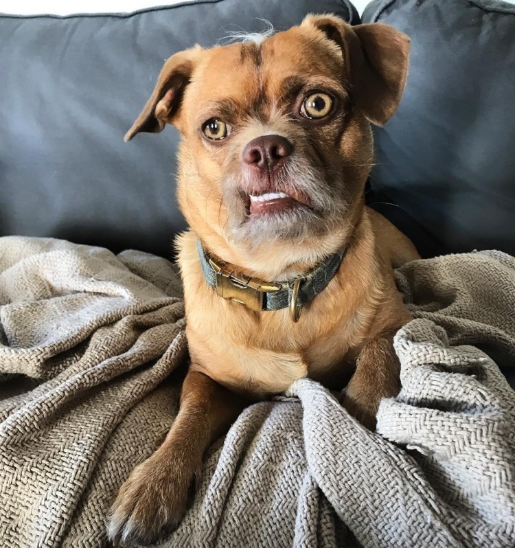 Метис МОПСА И таксы