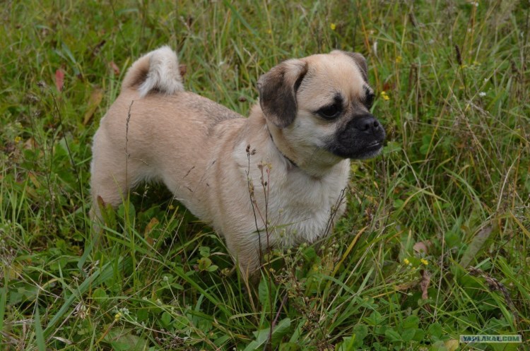 Метис терьера и МОПСА