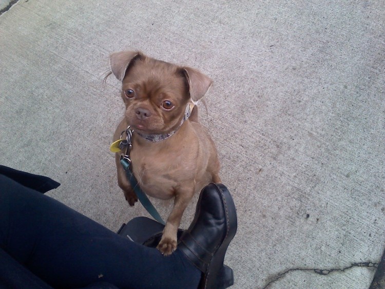 Мопс и чихуахуа