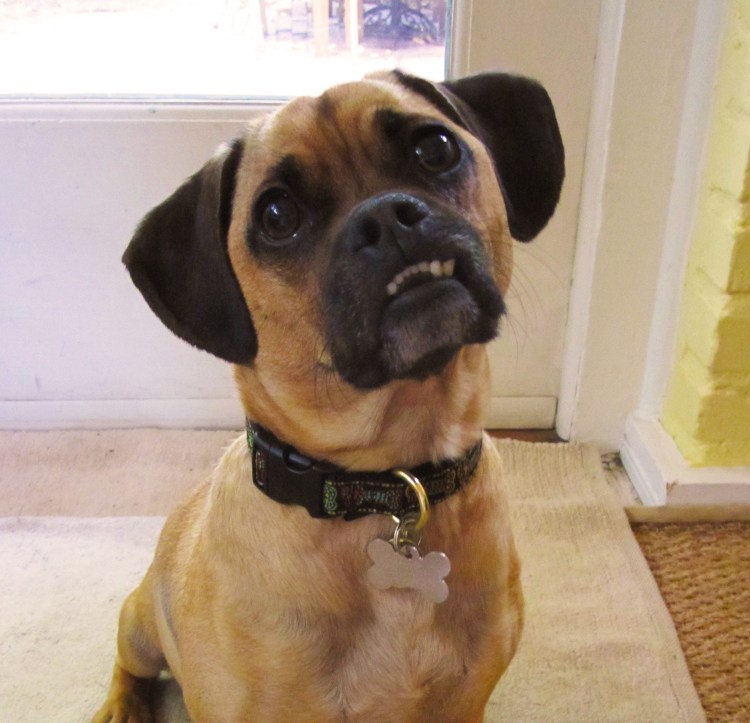 Метис МОПСА И таксы