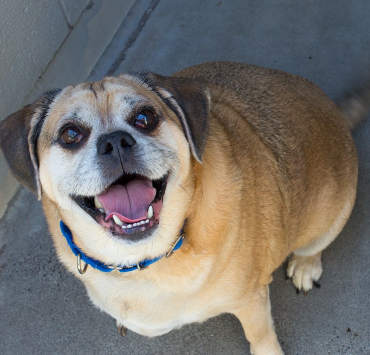 Метис Курцхаар и МОПСА