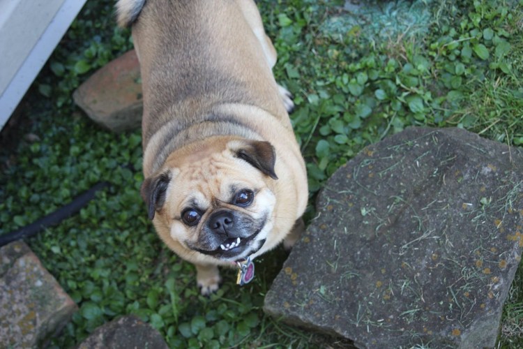 Помесь МОПСА И терьера