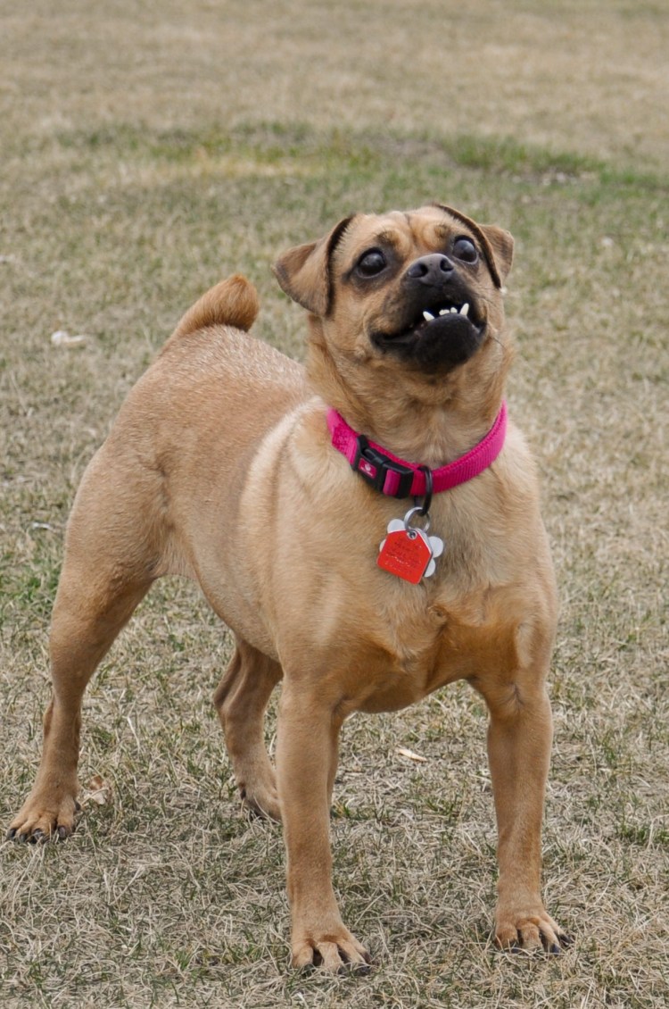 Метис Стаффорд и Мопс