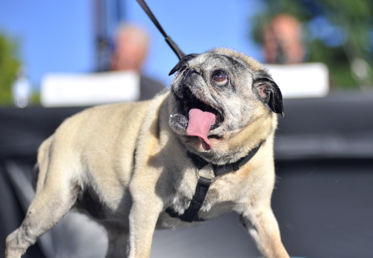 Мопс и чихуахуа