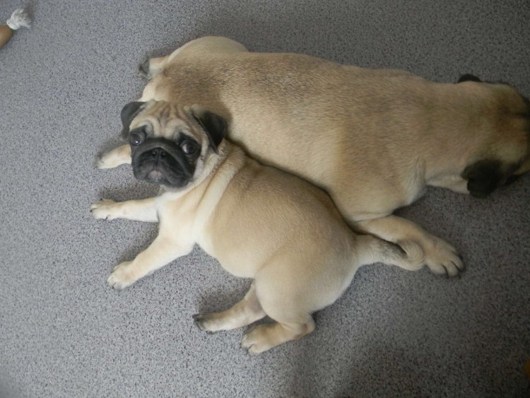 Помесь чихуа и МОПСА