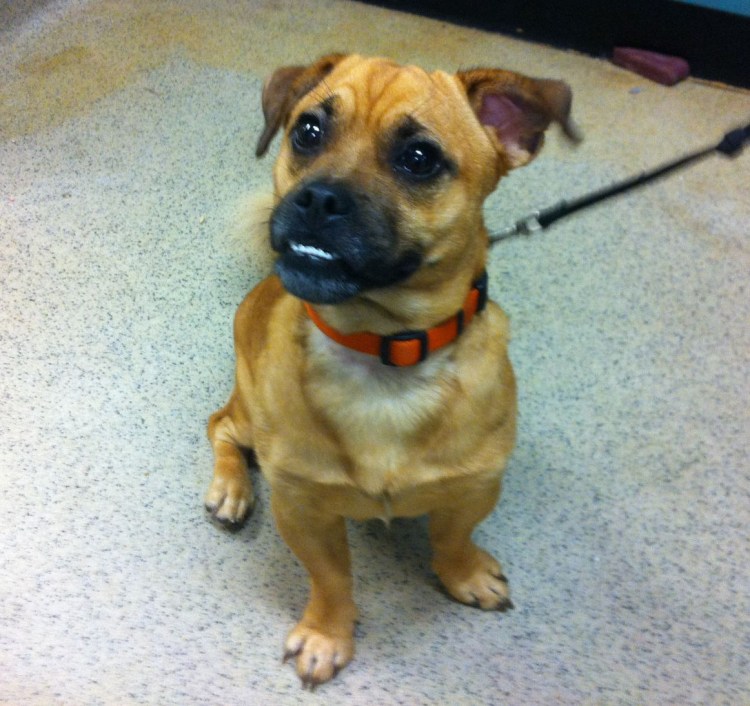 Метис МОПСА И таксы