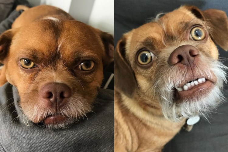 Метис МОПСА И пекинеса