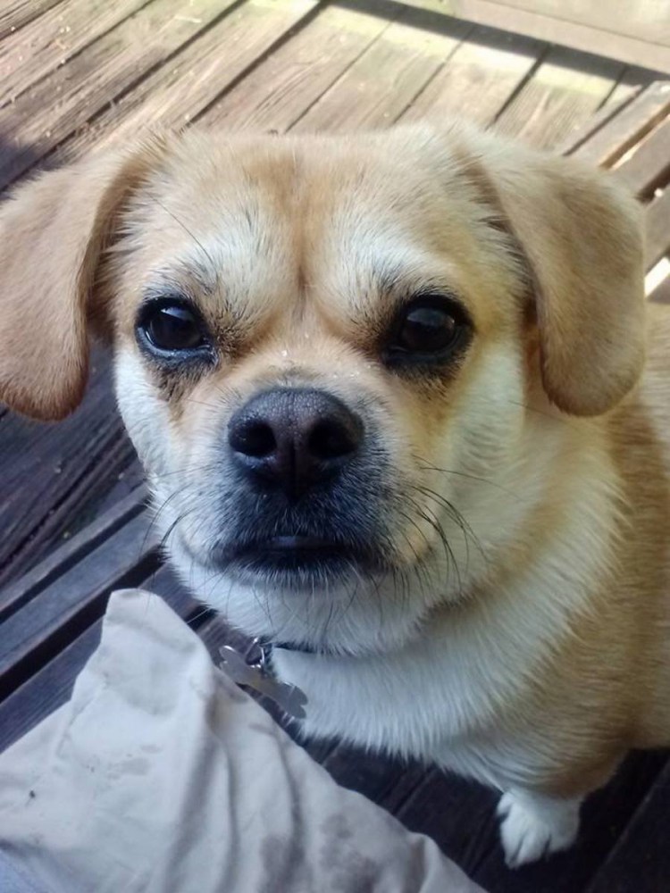 Метис французского бульдога и стаффа