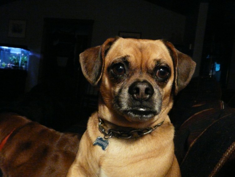 Метис таксы и бульдога