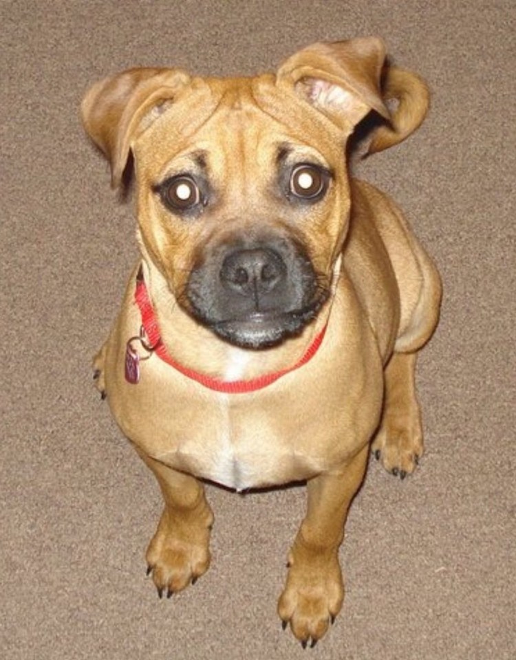 Мопс терьер