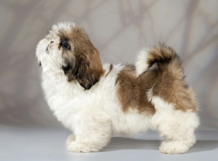 Порода собак ши-тцу