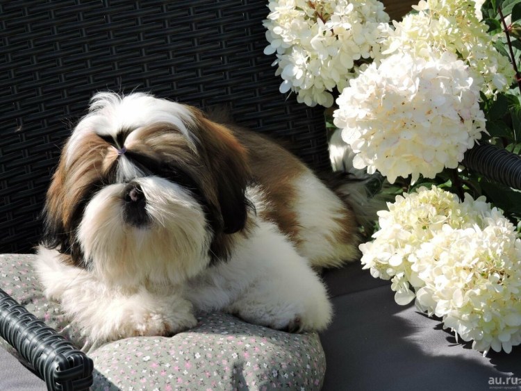 Порода собак ши-тцу
