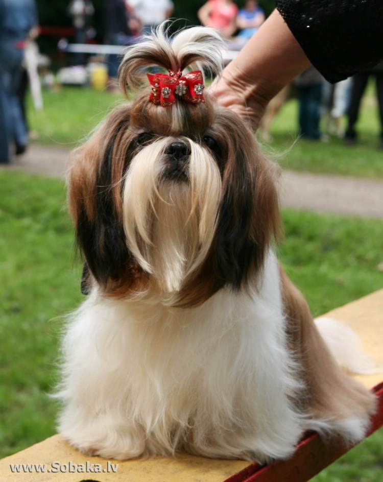 Собачка ши тцу