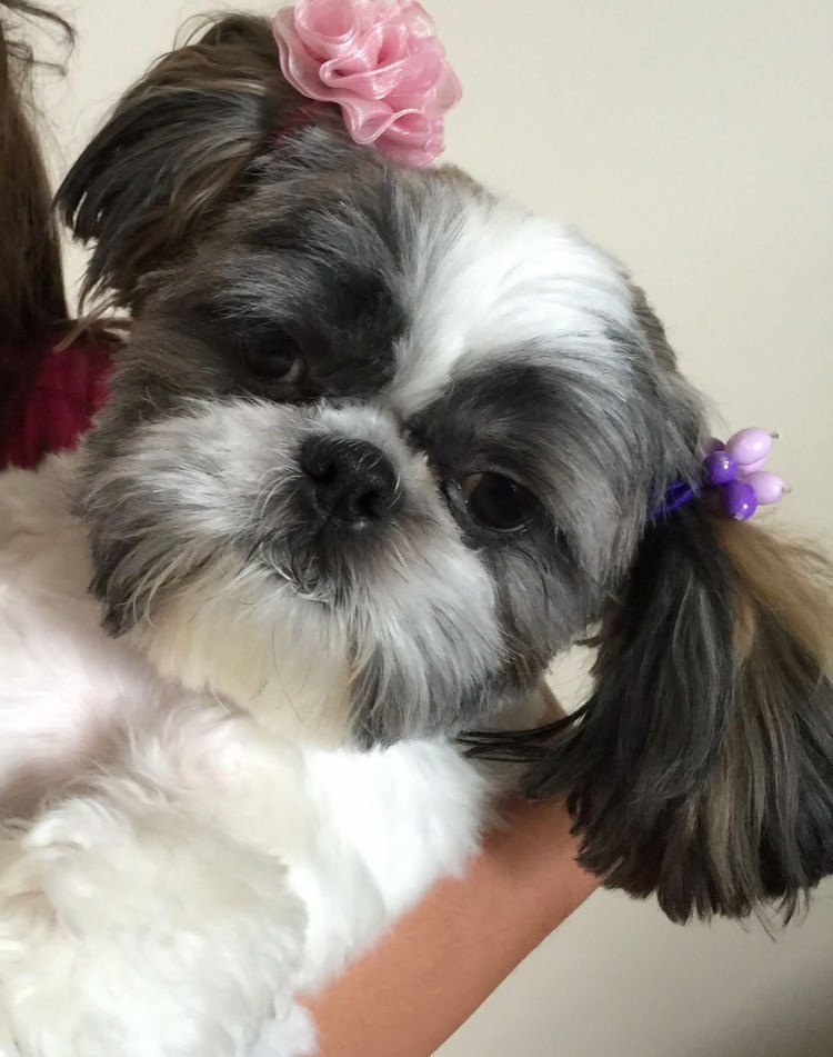 Щенки ши тцу