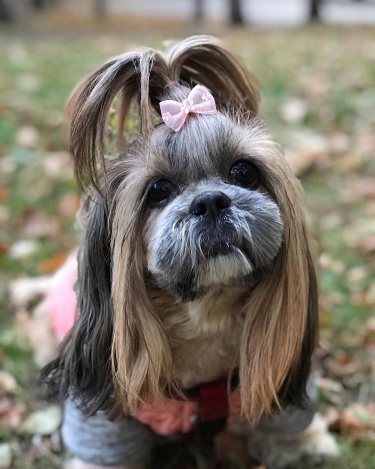 Ши-тцу собака