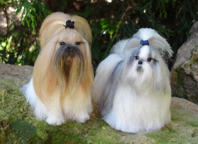 Собачка ши тцу