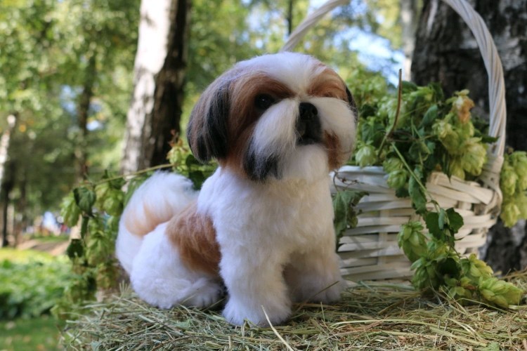 Ши- порода собак ши тцу