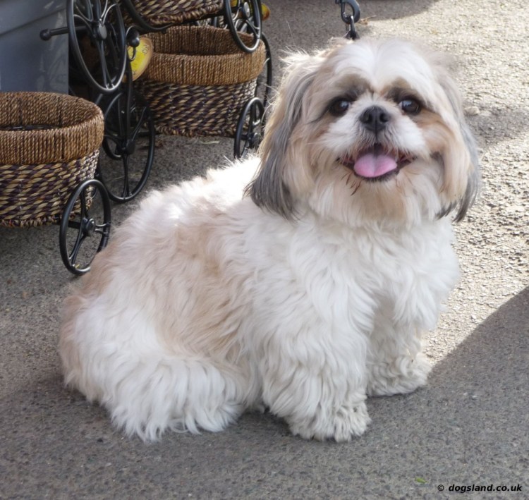 Порода собак ши-тцу черная