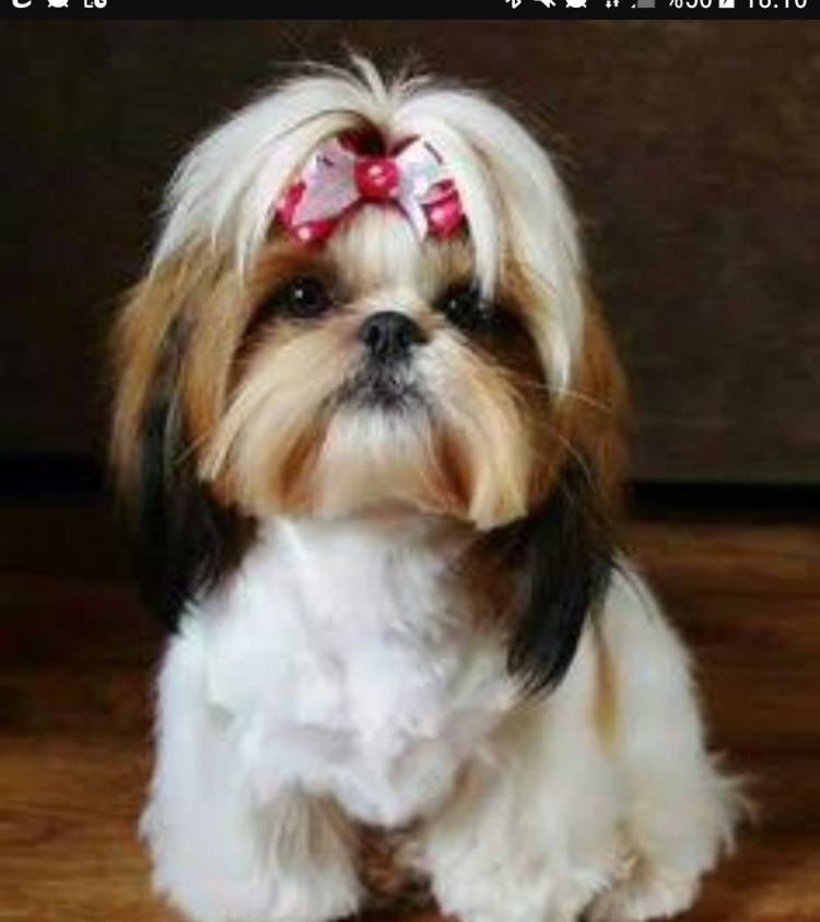 Щенки ши тцу