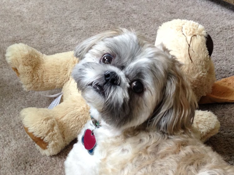 Собачка ши тцу