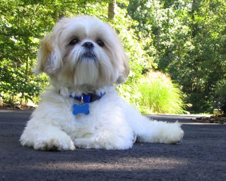 Тибетская болонка шицу