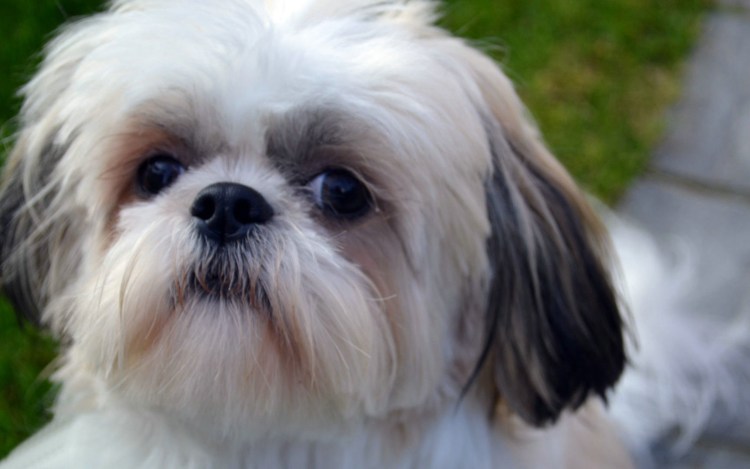 Порода собак ши-тцу