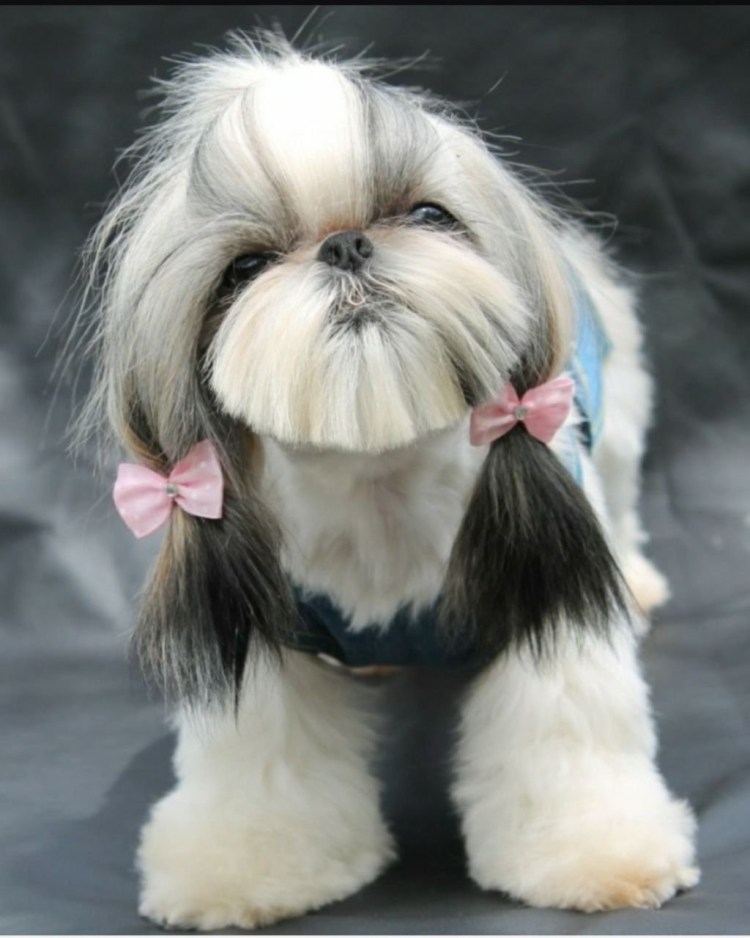 Китайская порода собак ши-тцу