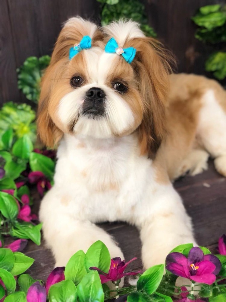 Порода собак ши-тцу