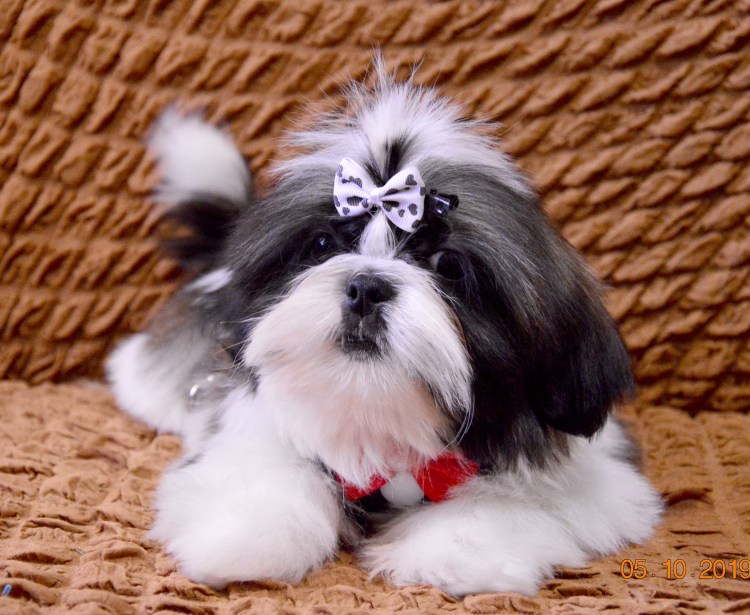 Порода собак ши-тцу