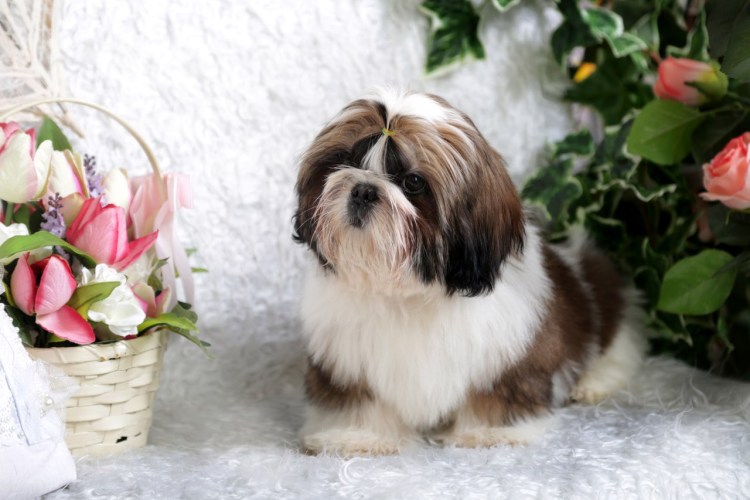 Китайская Императорская собака ши тцу