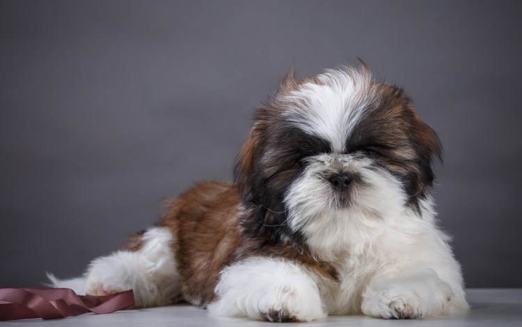 Щенки породы ши тцу