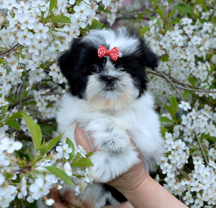 Карликовый ши тцу