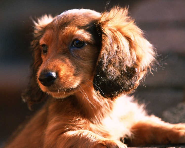 Жесткошерстная такса кудрявая